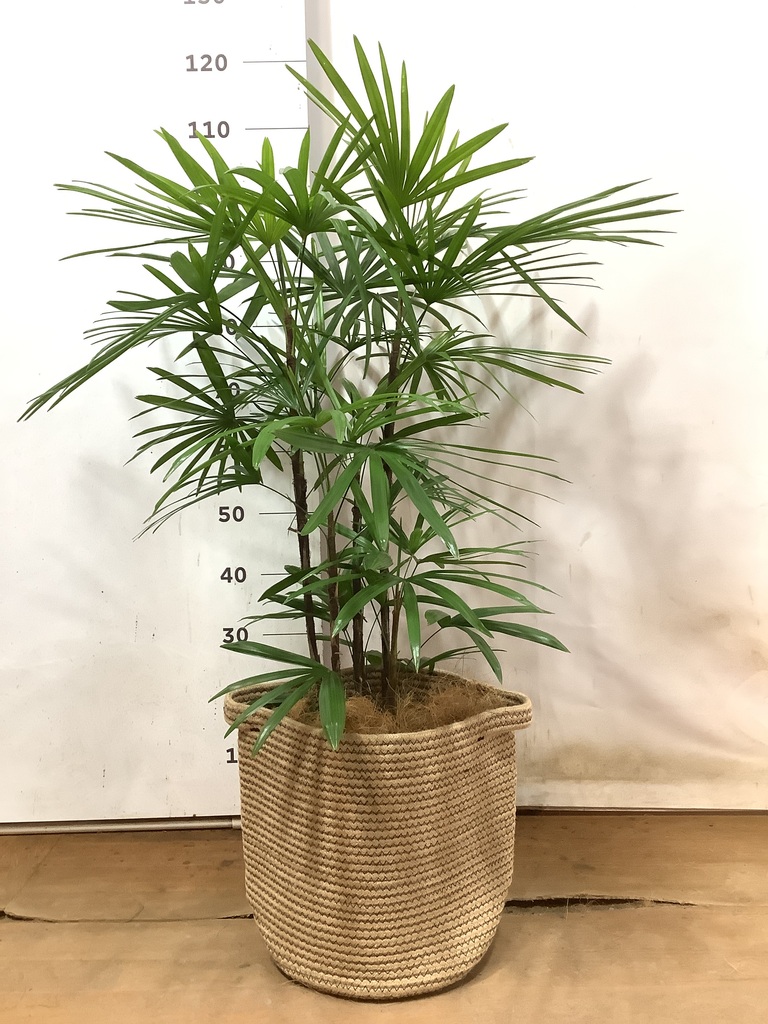 観葉植物 シュロチク（棕櫚竹） 8号 リブバスケットNatural 付き