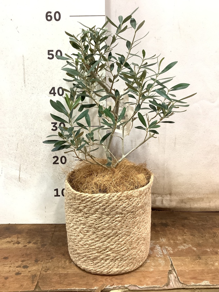 観葉植物 オリーブの木【25cm】5号 ひなかぜ 盆栽仕立て プラスチック