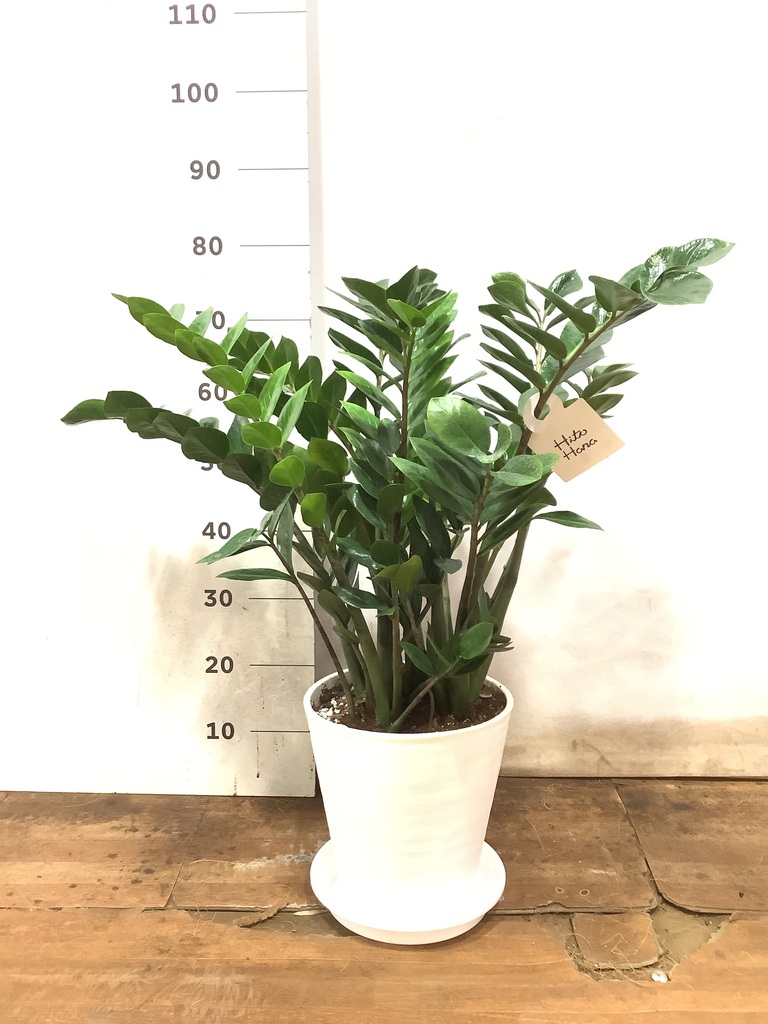 観葉植物 ザミオクルカス 8号 プラスチック鉢 | 観葉植物ならHitoHana