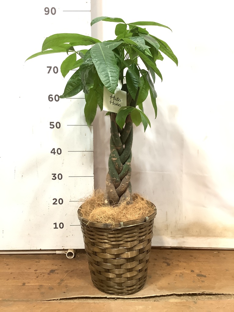 観葉植物 パキラ 7号 ねじり 竹バスケット VK-07付き | 観葉植物なら