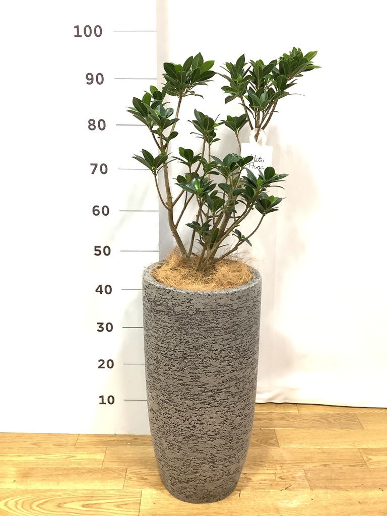 apache t　パンダガジュマル　スモールリーフ　no6 apache t パンダガジュマル スモールリーフ no6 apache t パンダ