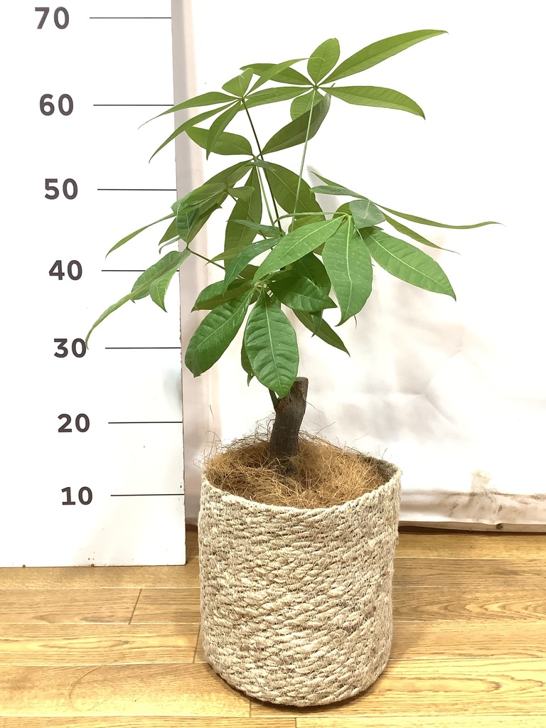 観葉植物 パキラ 5号 朴 プラスチック鉢 | 観葉植物ならHitoHana