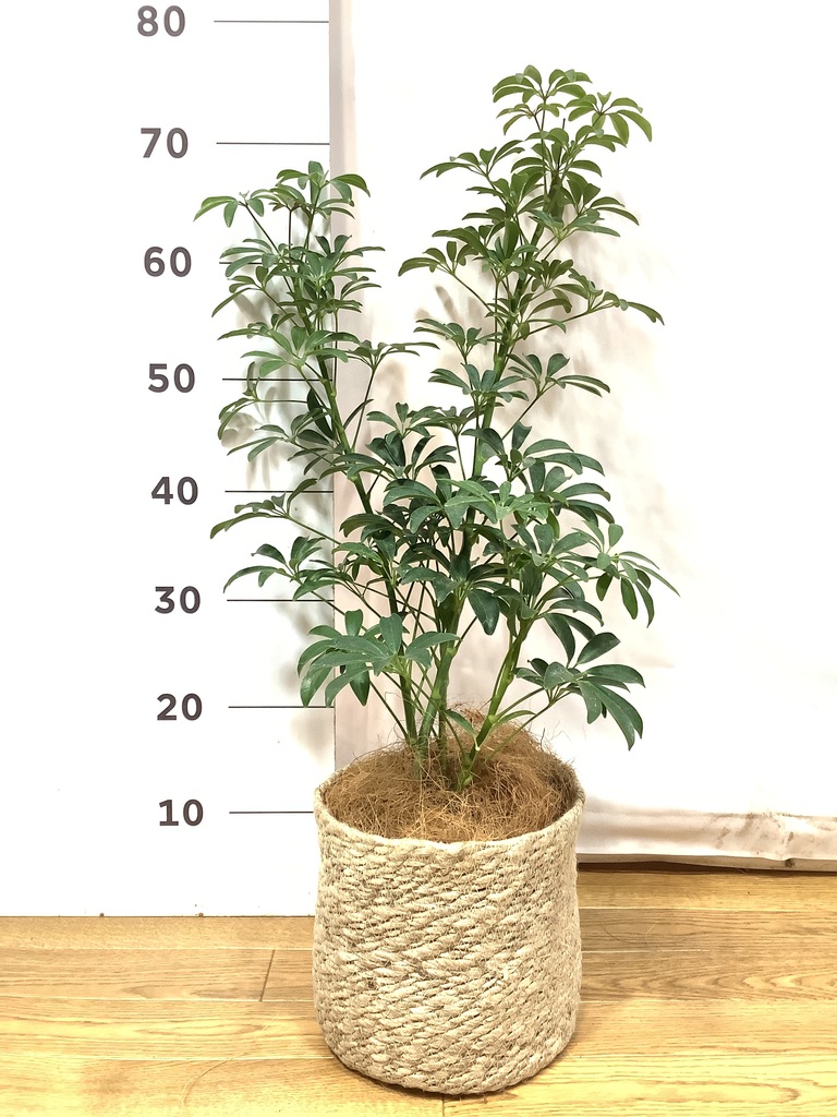 観葉植物 シェフレラ コンパクタ 5号 ジュートポット0 付き | 観葉植物