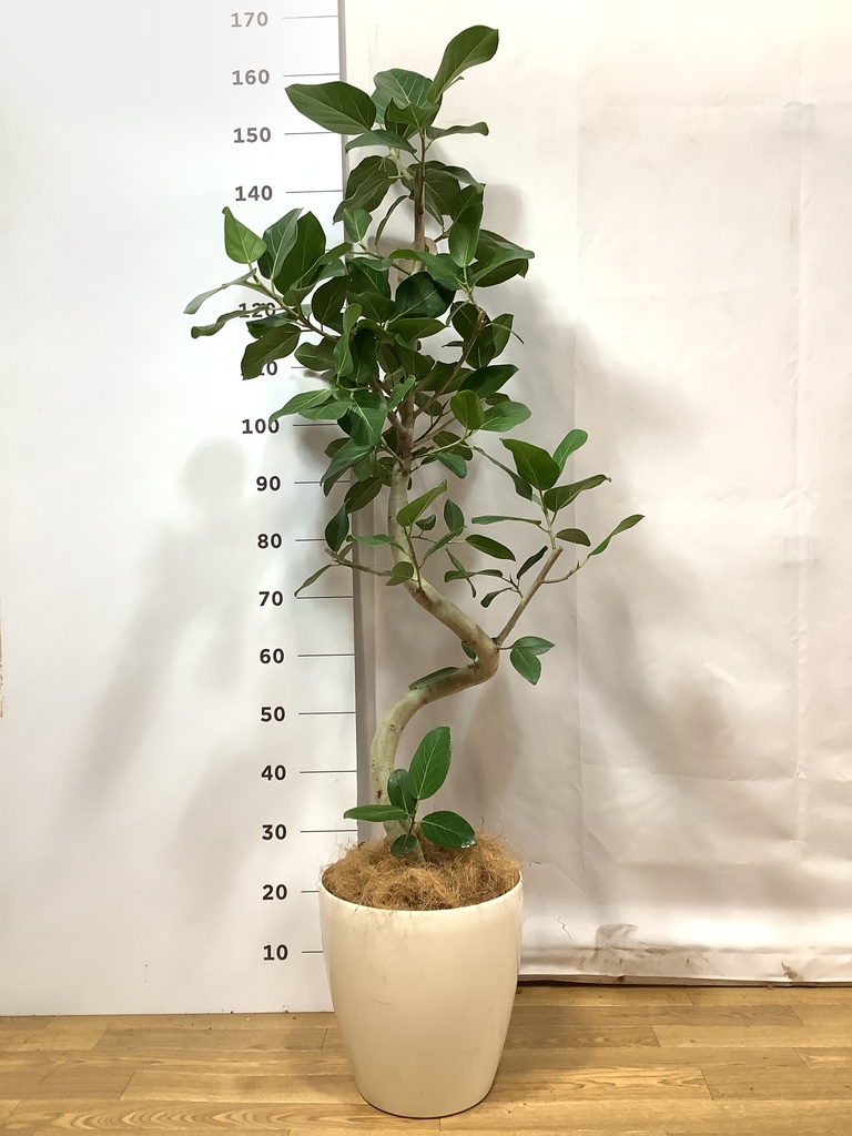 観葉植物 フィカス ベンガレンシス 8号 曲り 極太 ラスターポット 付き