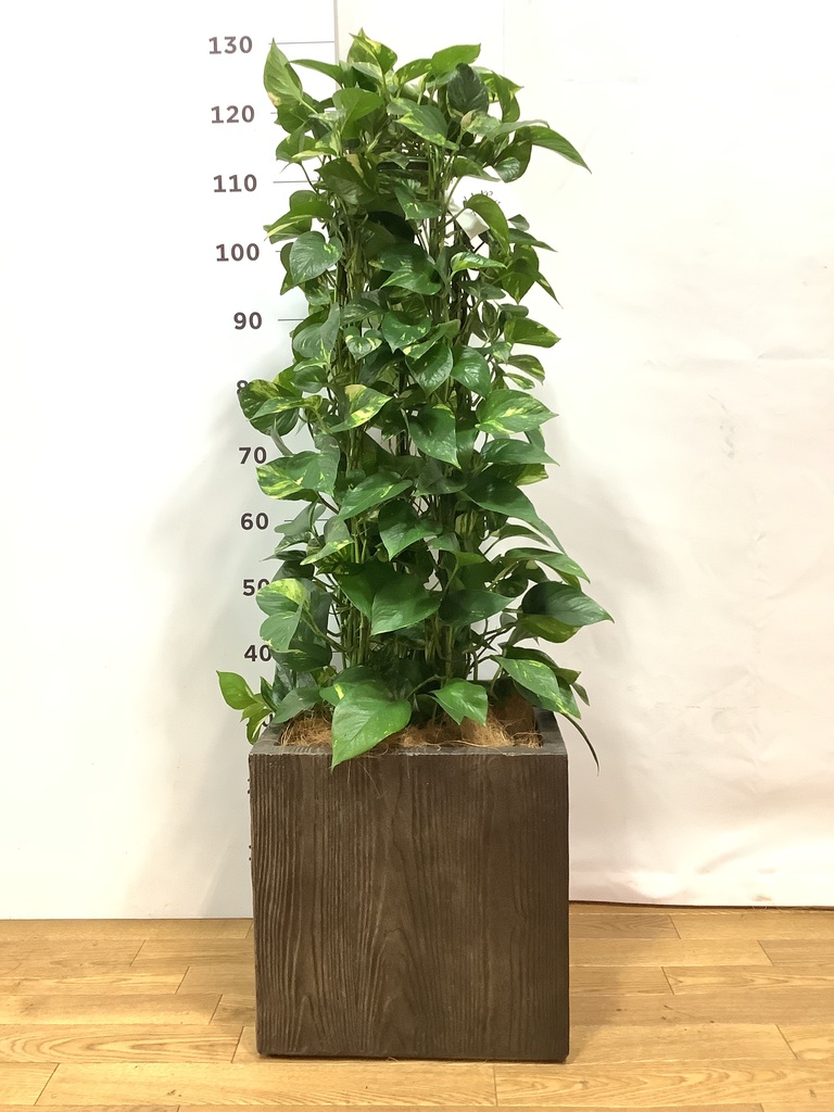 観葉植物 ポトス 8号 ベータ キューブプランター ウッド 茶 付き