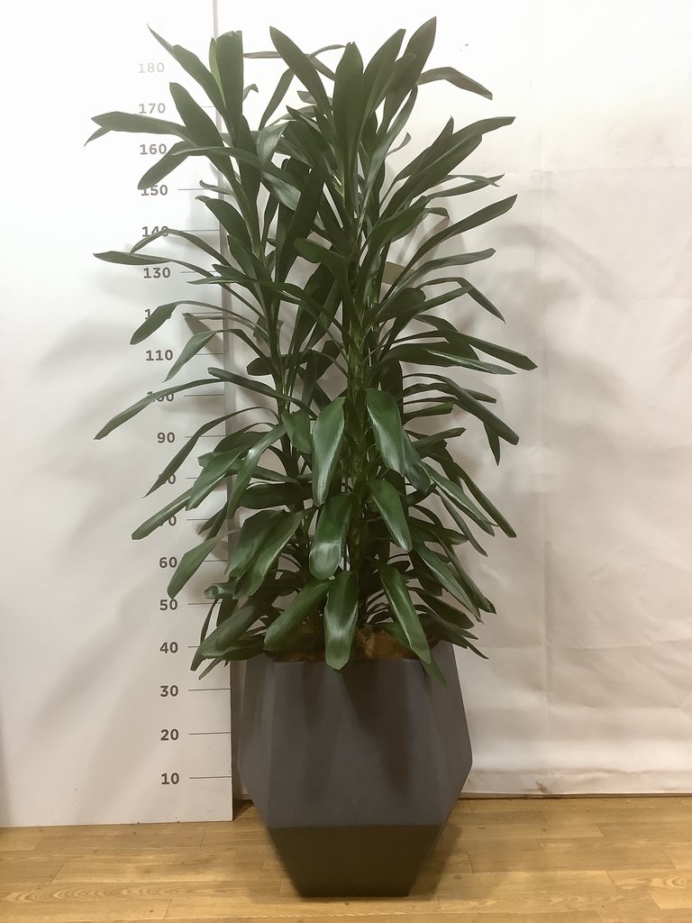 観葉植物 ドラセナ グローカル 10号 ファイバークレイGray 付き