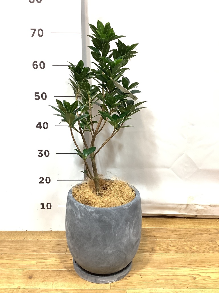 観葉植物 ガジュマル 6号 ベビーリーフ プラスチック鉢 | 観葉