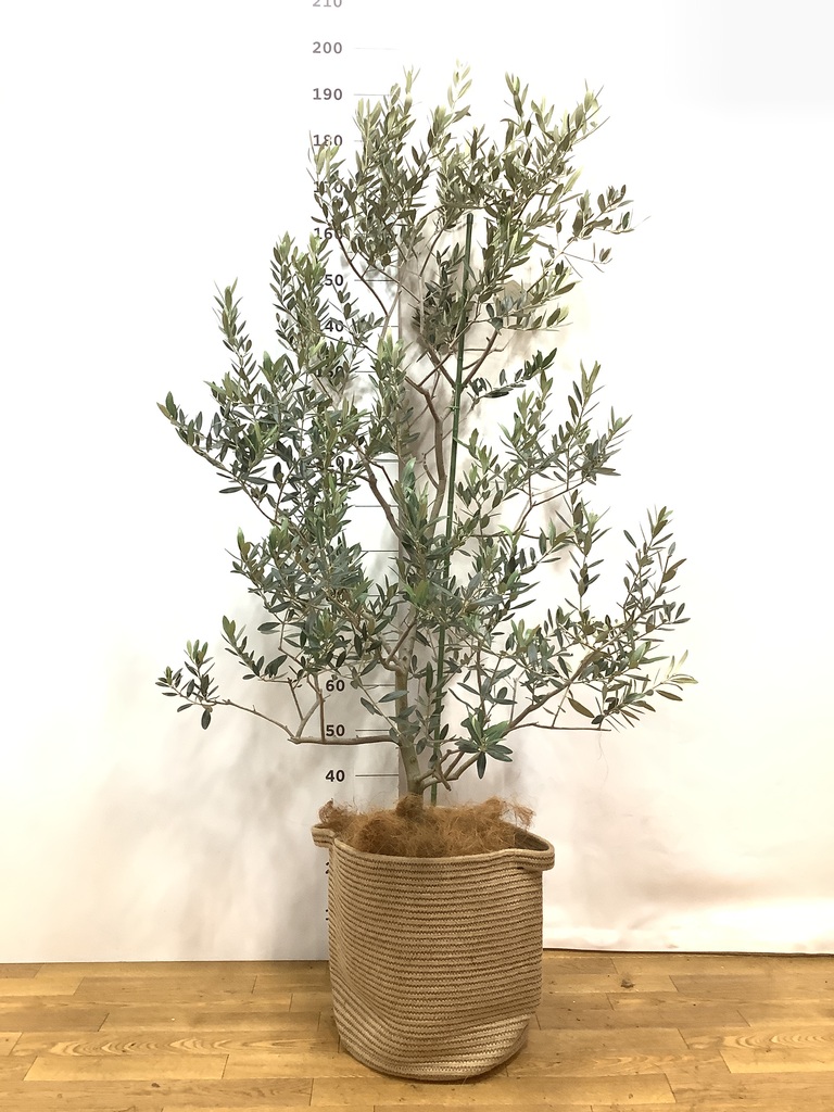 観葉植物 オリーブの木 10号 レッチーノ プラスチック鉢 / 小倉