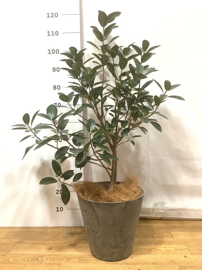 フランスゴム（サンプル） フランスゴムの木7号｜おしゃれな観葉植物の通販ならプレミアガーデン