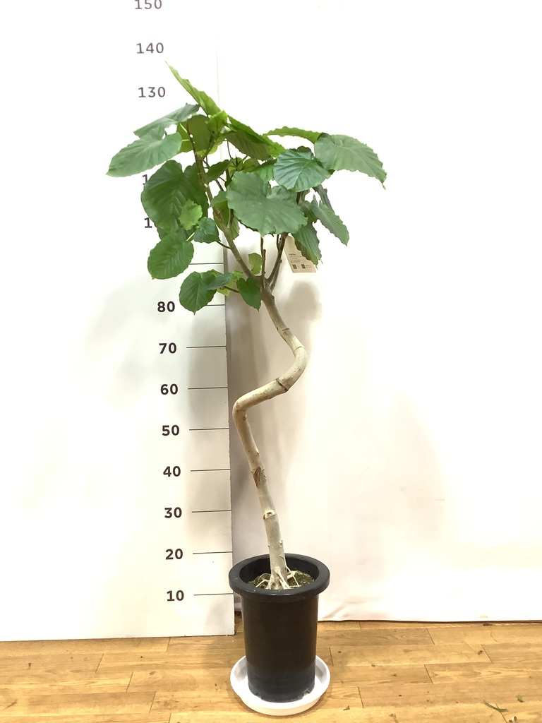 観葉植物 フィカスウンベラータ 7号 曲り プラスチック鉢 | 観葉