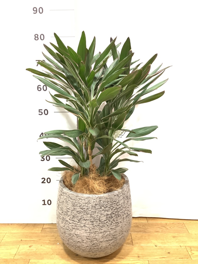 観葉植物 コルディリネ (コルジリネ) サンゴ 6号 エコストーンGray