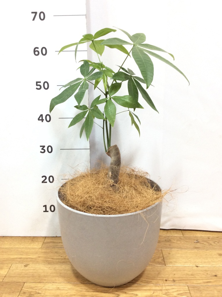 観葉植物 パキラ 5号 朴 プラスチック鉢 | 観葉植物ならHitoHana(ひとはな)