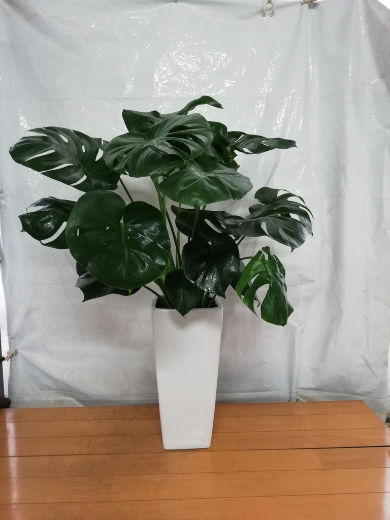 観葉植物 モンステラ 8号 ボサ造り 角高陶器 | 観葉植物ならHitoHana