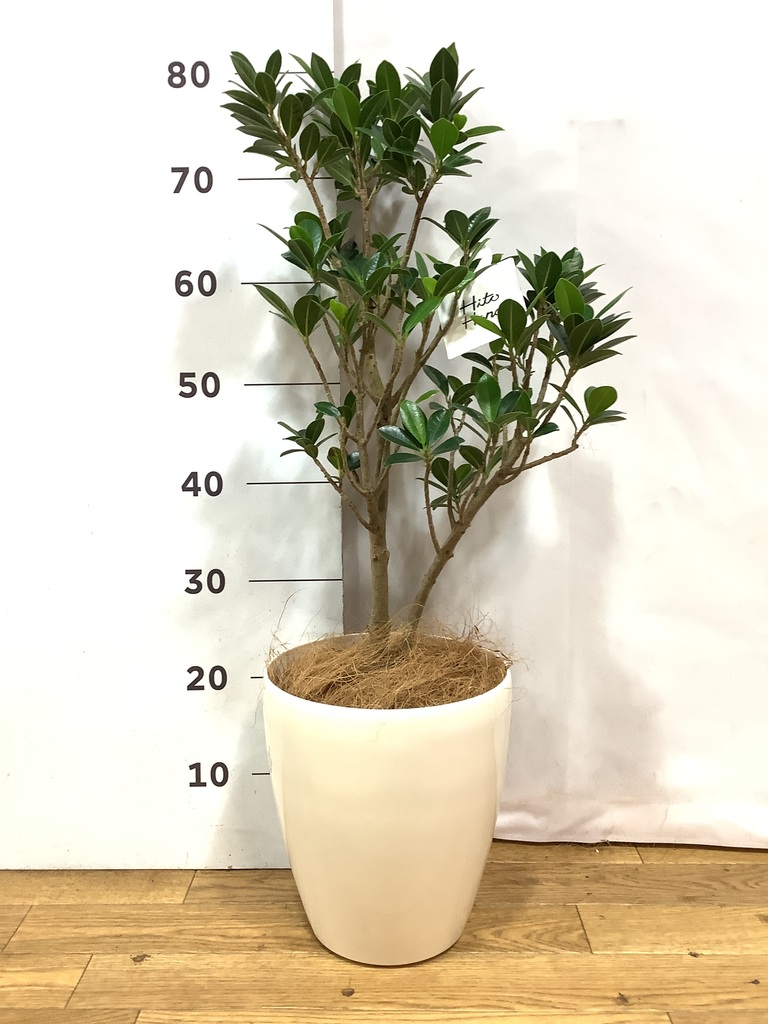 観葉植物 ガジュマル 6号 ベビーリーフ Sheer Pot (シアーポット) 付き