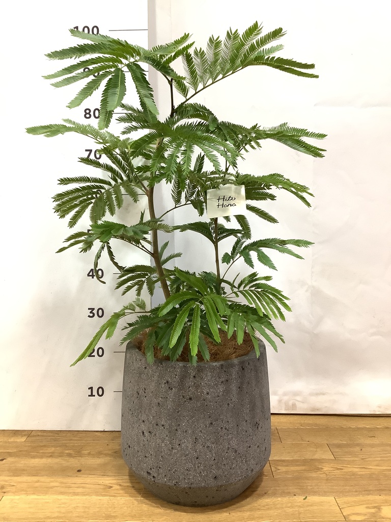観葉植物 エバーフレッシュ 7号 ボサ造り プラスチック鉢 | 観葉植物