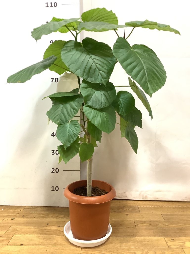 観葉植物 フィカス ウンベラータ 7号 ノーマル プラスチック鉢 | 観葉