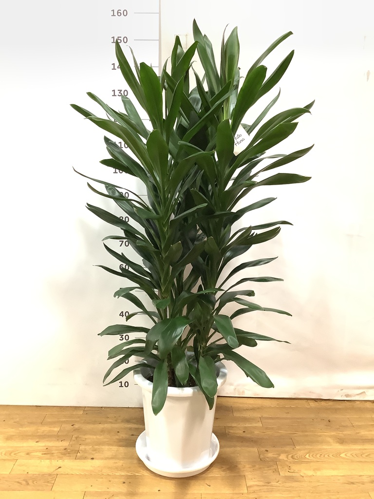 観葉植物 ドラセナ グローカル 10号 プラスチック鉢 | 観葉植物なら