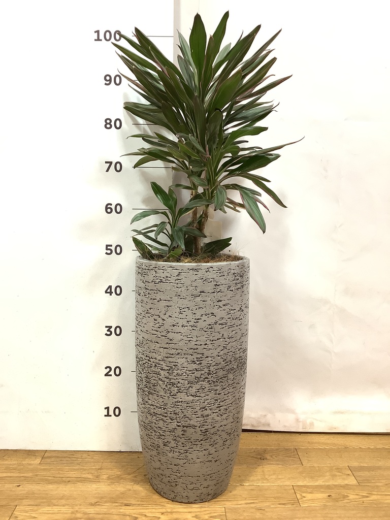 希少　コルジリネ　サンゴ　陶器鉢　植え込み発送 観葉植物 コルジリネ サンゴ 希少 コルジリネ サンゴ 陶器鉢 植え込み発送