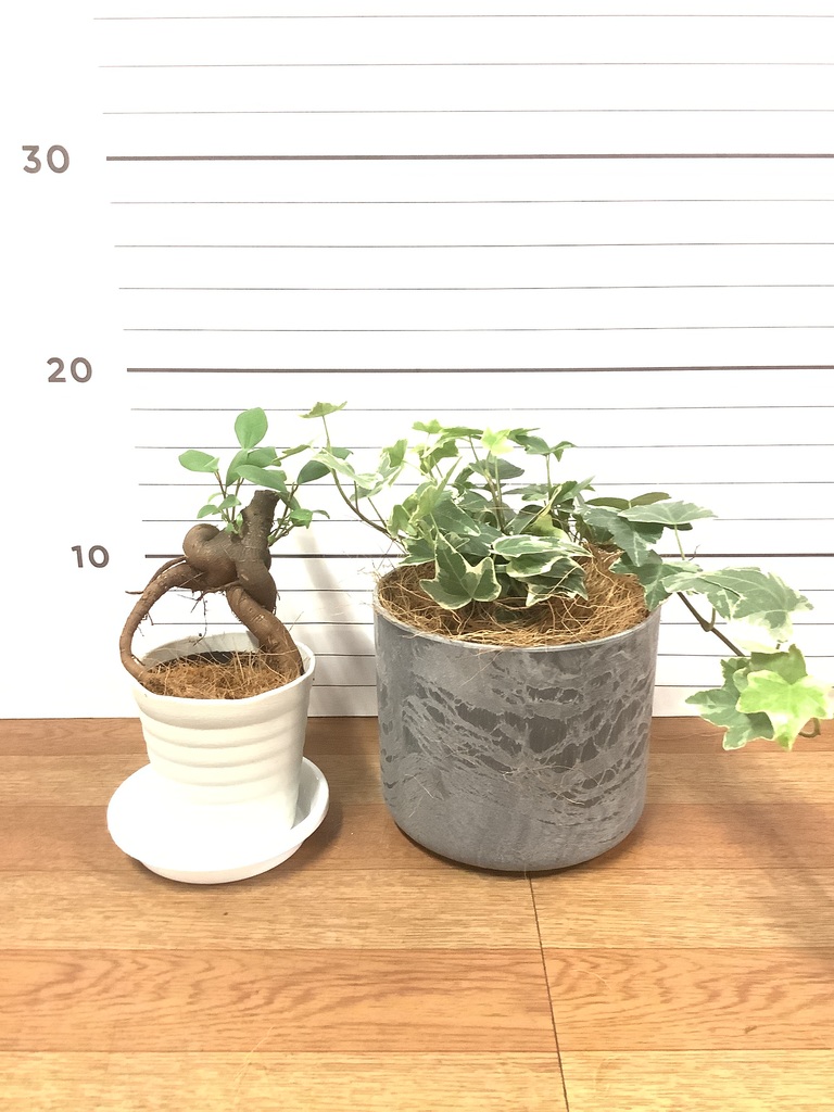 観葉植物 初心者にもおすすめお試し2点セット（ガジュマル 3号