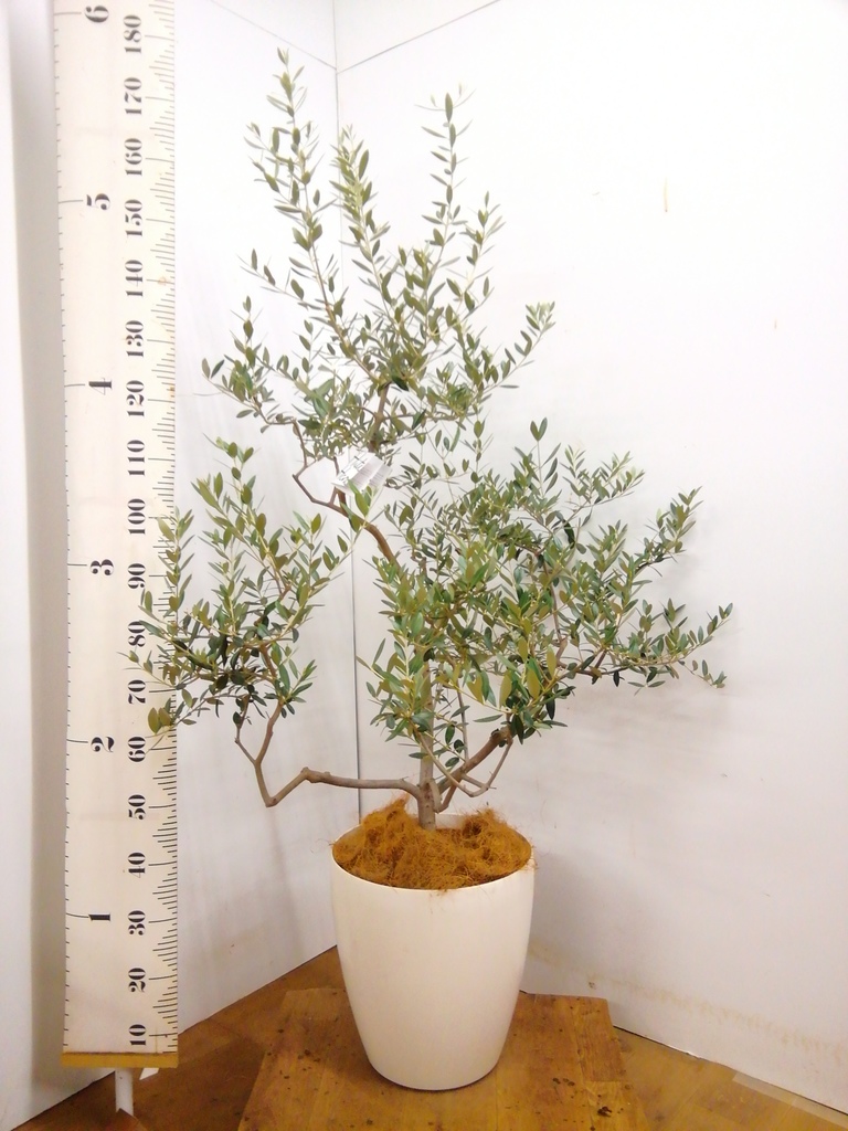 観葉植物 オリーブ 10号 レッチーノ ウッドプランター 付き | 観葉植物