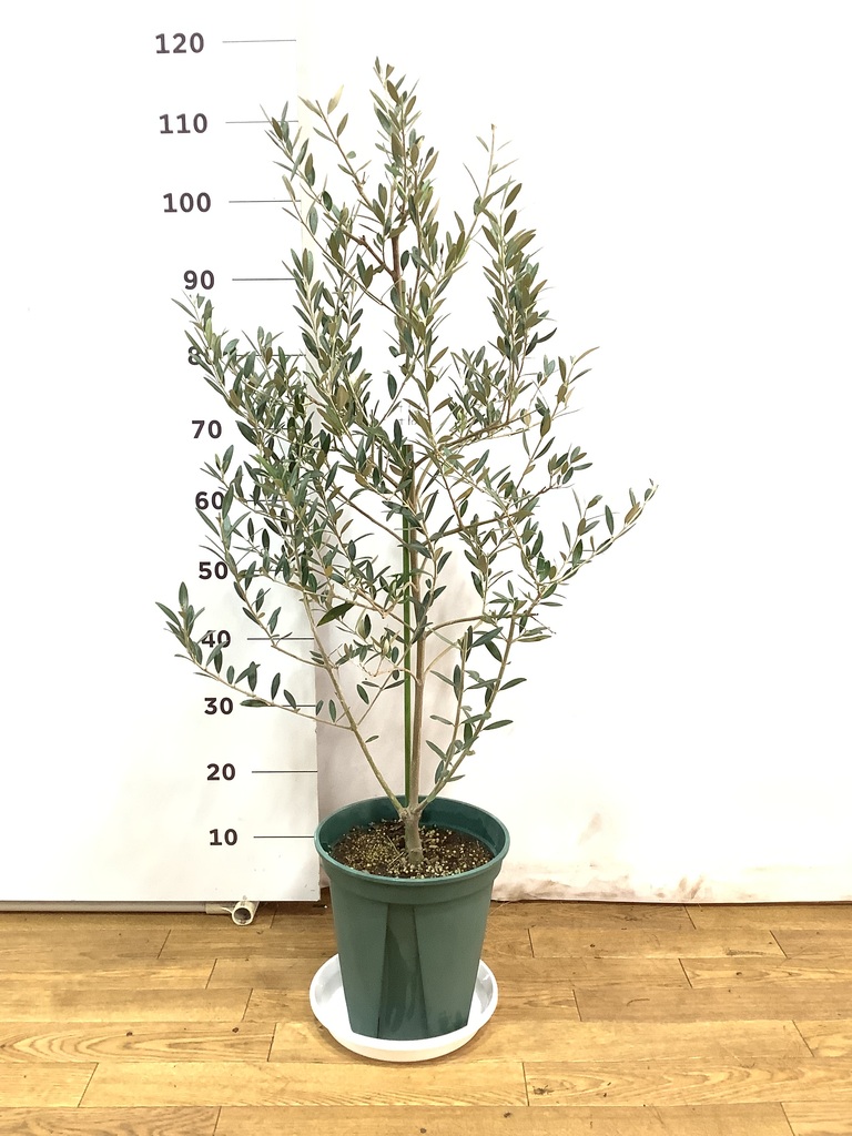 希少　オリーブ　オリーブの木　カヨンヌ　７号　鉢下から高さおよそ100cm 観葉植物 オリーブの木 8号 カヨンヌ プラスチック鉢 / 小倉園