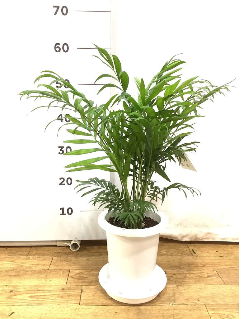観葉植物 テーブルヤシ 6号 プラスチック鉢 | 観葉植物ならHitoHana
