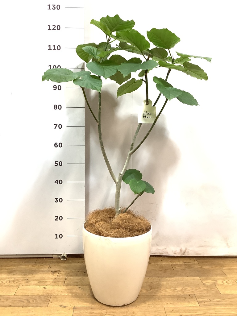 観葉植物 フィカス ウンベラータ 8号 ノーマル ラスターポット 付き