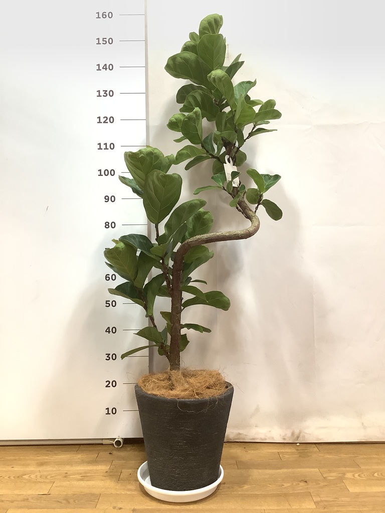観葉植物 カシワバゴムの木 バンビーノ 8号 曲がり ビアスソリッド 
