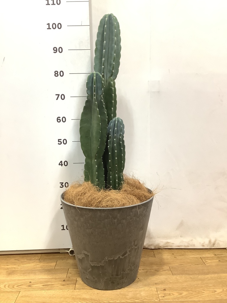 観葉植物 柱サボテン 8号 アートストーン ラウンド グレー 付き