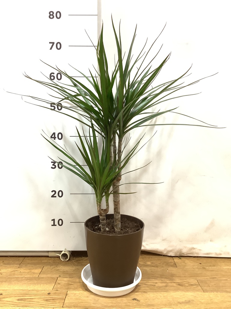 観葉植物 ドラセナ コンシンネ 6号 プラスチック鉢 | 観葉植物なら