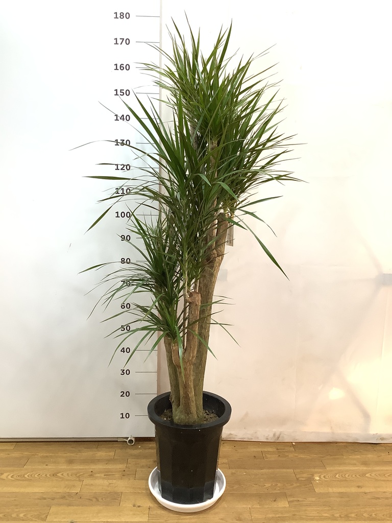 観葉植物 ドラセナ コンシンネ 10号 一本立ち プラスチック鉢 | 観葉