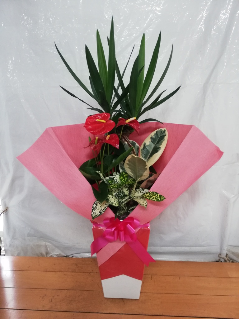 ユッカ 観葉植物 25green0301-1.jpg