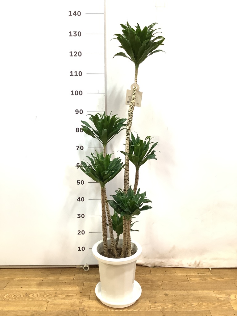 観葉植物 ドラセナ コンパクター 8号 プラスチック鉢 | 観葉植物なら