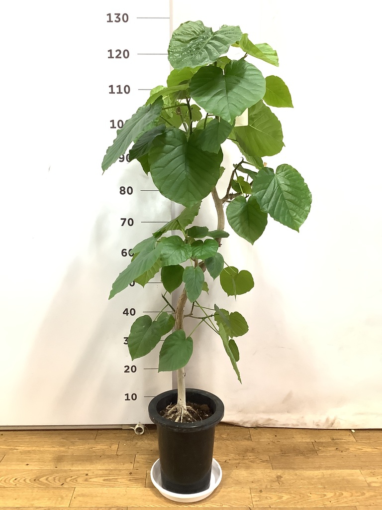 観葉植物 フィカスウンベラータ 7号 曲り プラスチック鉢 | 観葉