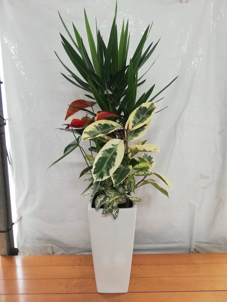 観葉植物 ユッカ 8号 寄せ植え 角高陶器 | 観葉植物ならHitoHana(ひとはな)