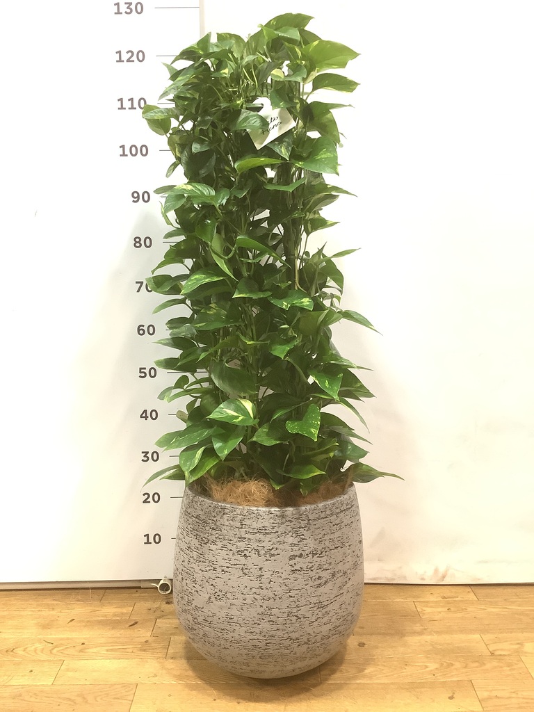 健康なポトス 植物 大鉢 黒 観葉植物 ポトス 3号 ノーマル マリナ 黒 L 付き | 観葉植物なら