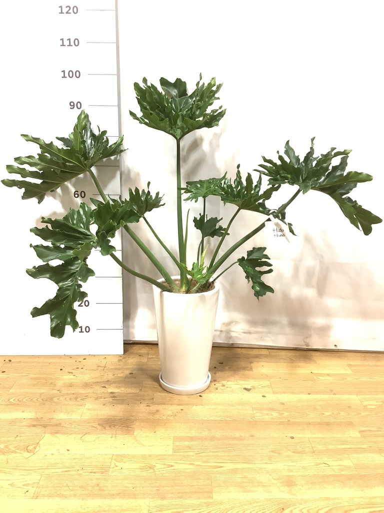観葉植物 フィロデンドロン 6号 セローム ヒトデカズラ プラスチック鉢