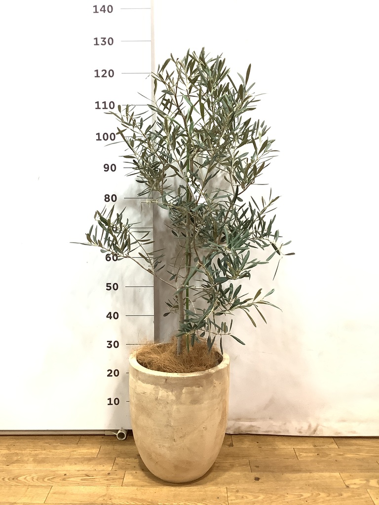 観葉植物 オリーブの木 8号 デルモロッコ ポリゴヘクサ 白 付き / 小倉