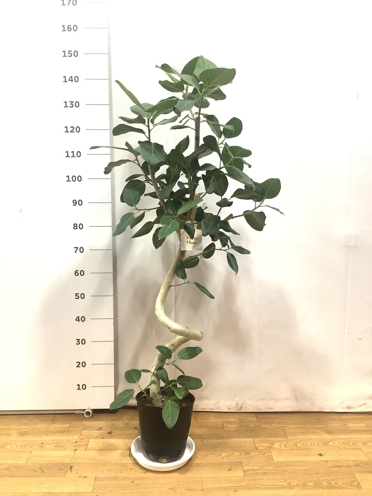 観葉植物 フィカス ベンガレンシス 8号 曲り 極太 プラスチック