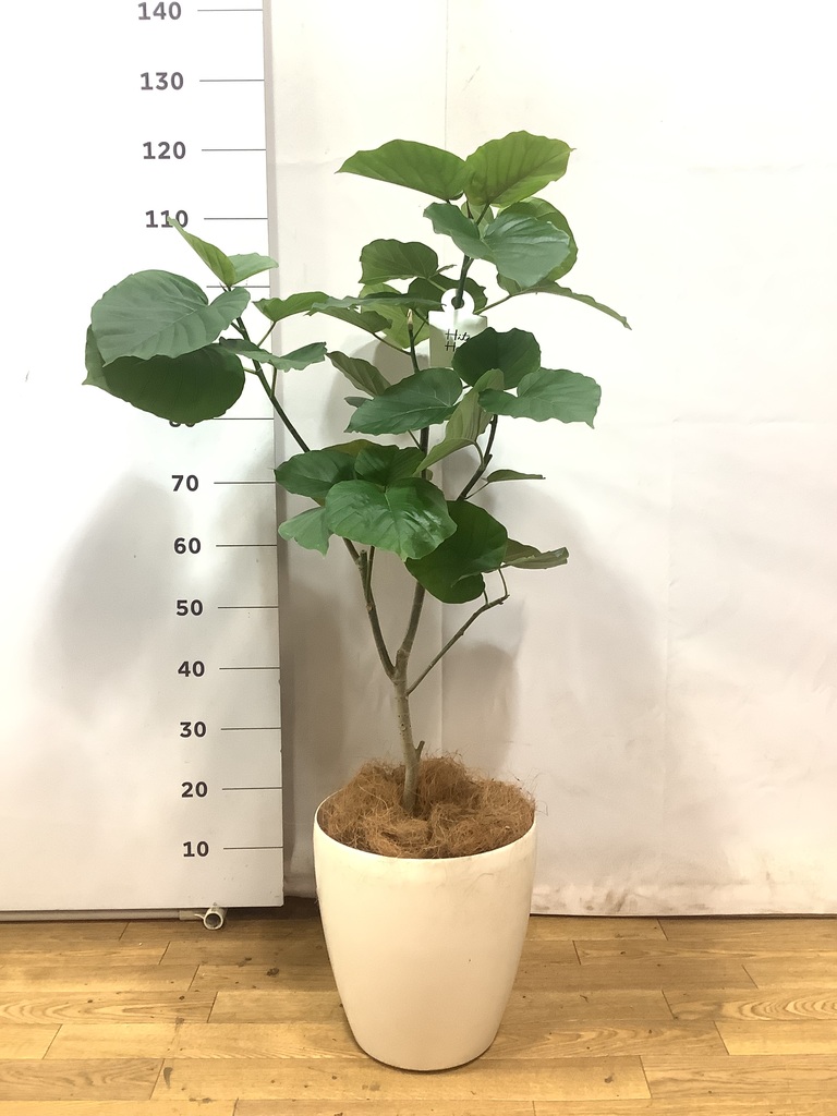 観葉植物 フィカス ウンベラータ 朴仕立て ８号鉢　植え替え済み 観葉植物 フィカス ウンベラータ 朴仕立て 8号鉢 植え替え済み