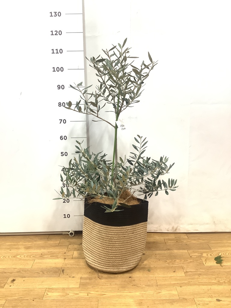 観葉植物 オリーブの木 8号 ハーディーズマンモス アートストーン