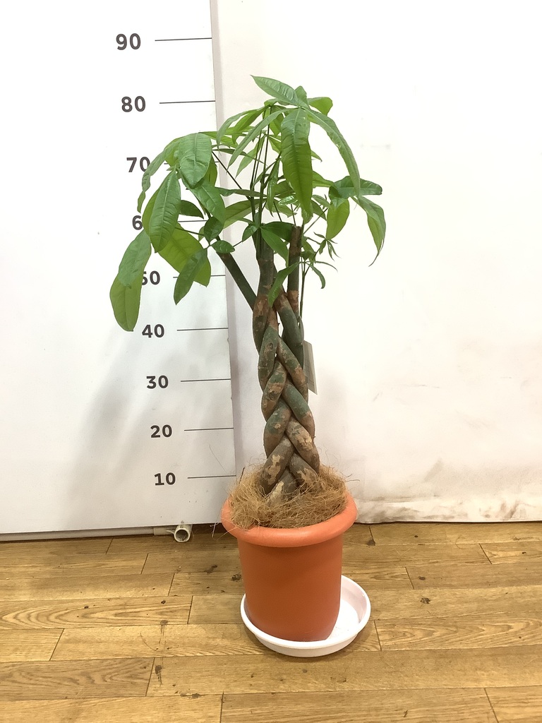 観葉植物 パキラ 7号 ねじり プラスチック鉢 | 観葉植物ならHitoHana