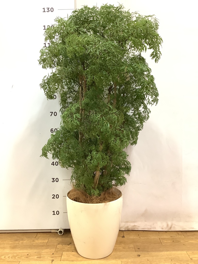 観葉植物 ポリシャス スターシャ 8号 プラスチック鉢 | 観葉植物なら