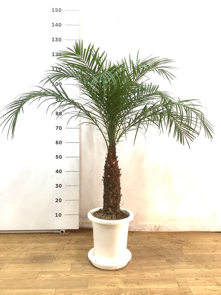 観葉植物 フェニックスロベレニー 8号 プラスチック鉢 | 観葉