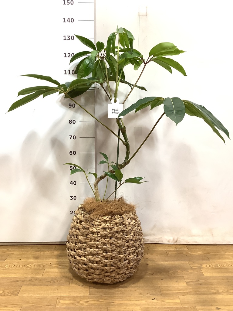 観葉植物 ツピダンサス 8号 曲がり ビアスソリッド ブラック