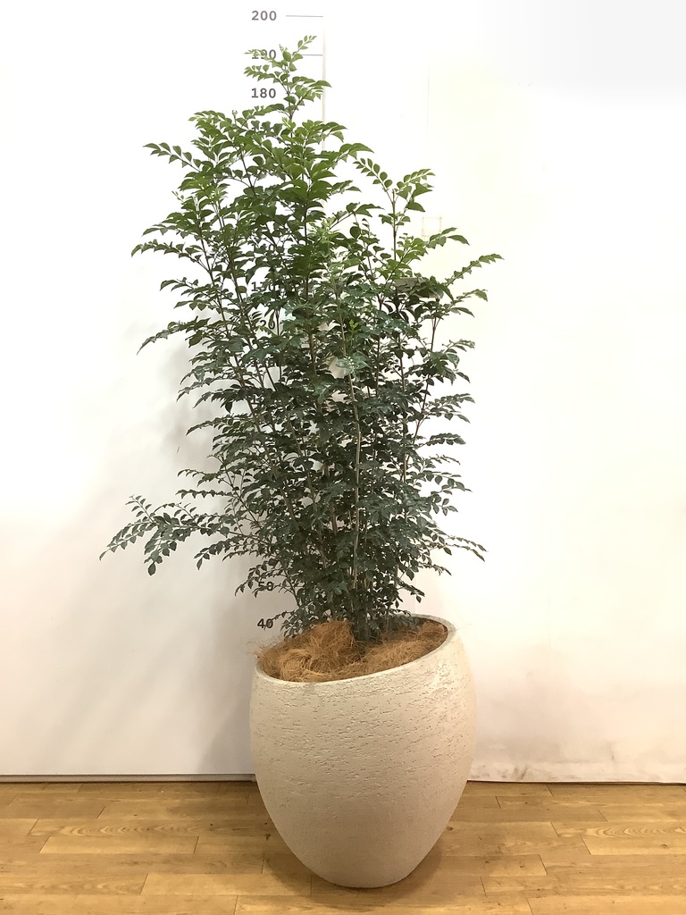 観葉植物 シマトネリコ 10号 エコストーンLight Gray 付き