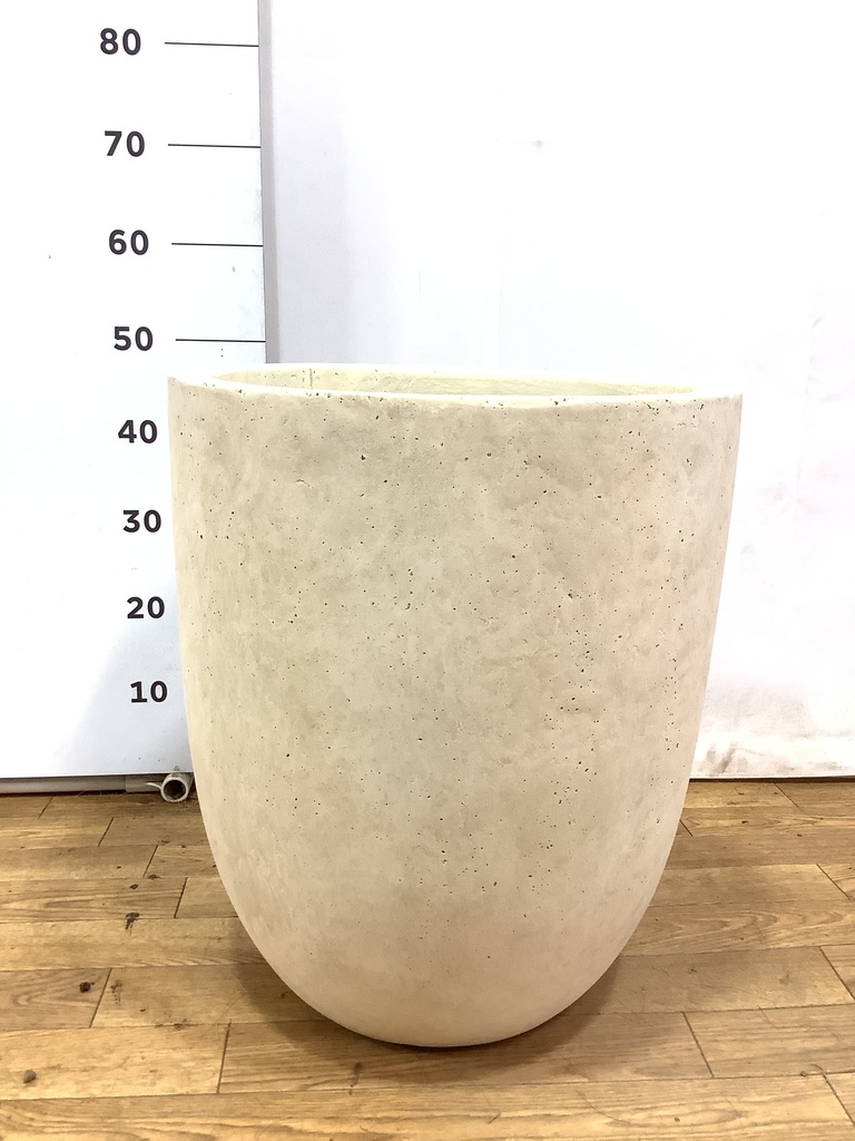 大株】ラメリー 綴化 パキボディウム 接木 5号陶器鉢 コーデック