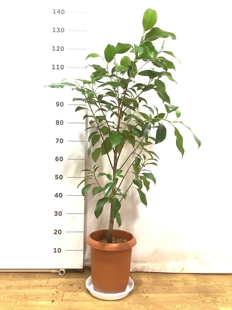 観葉植物 フランスゴムの木 風水 | HitoHana（ひとはな）