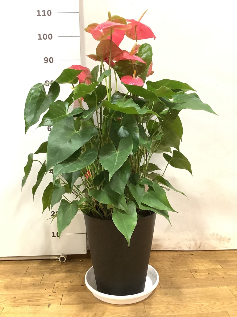 観葉植物 アンスリウム 10号 ピンク プラスチック鉢 | 観葉植物なら