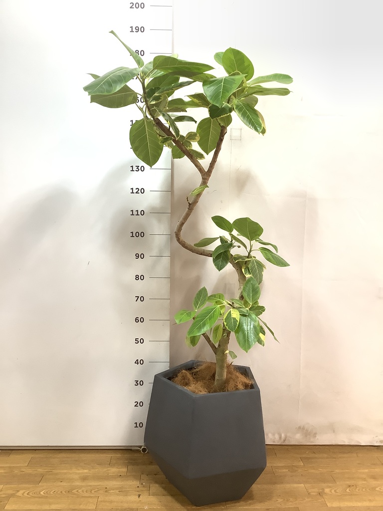 フィカス エベレスト 曲がり 10号 2025年最新】フィカス エベレストの人気アイテム - メルカリ